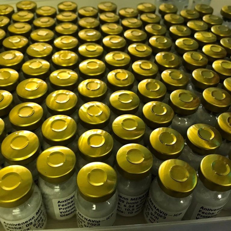 Freshly made antivenom Rows of antivenom vials with gold-coloured caps arranged neatly on a surface.