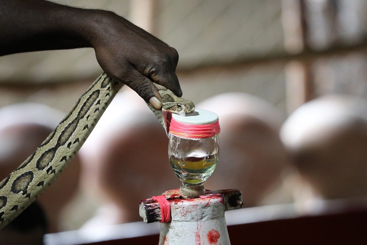 Venom extraction A snake is encouraged to bite a covered glass beaker to extract the venom.