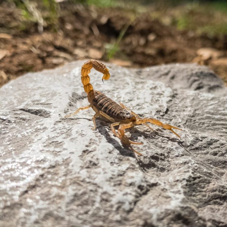 Scorpion on a rock A scorpion with a curved tail resting on a rock in a natural setting.