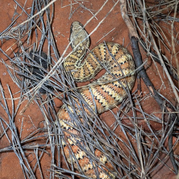 Death Adder A Death Adder resting among dry leaves and red soil.