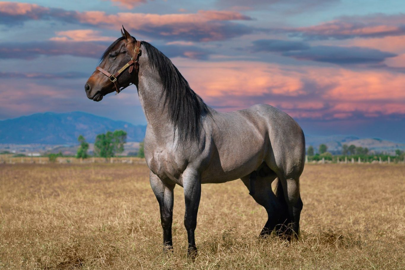 Horse on antivenom farm A muscular horse standing in a field with a sunset backdrop.