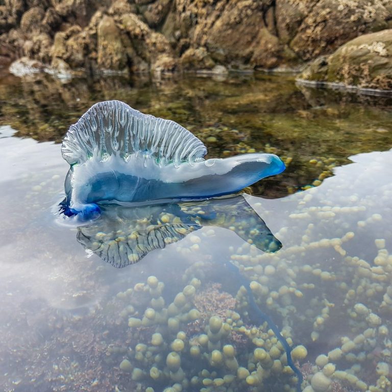 Portuguese man o' war A blue Portuguese man o' war floating on water near rocky formations.