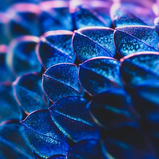 Inspiration for the antivenom foundation logo Close-up of vibrant blue and purple patterned scales.
