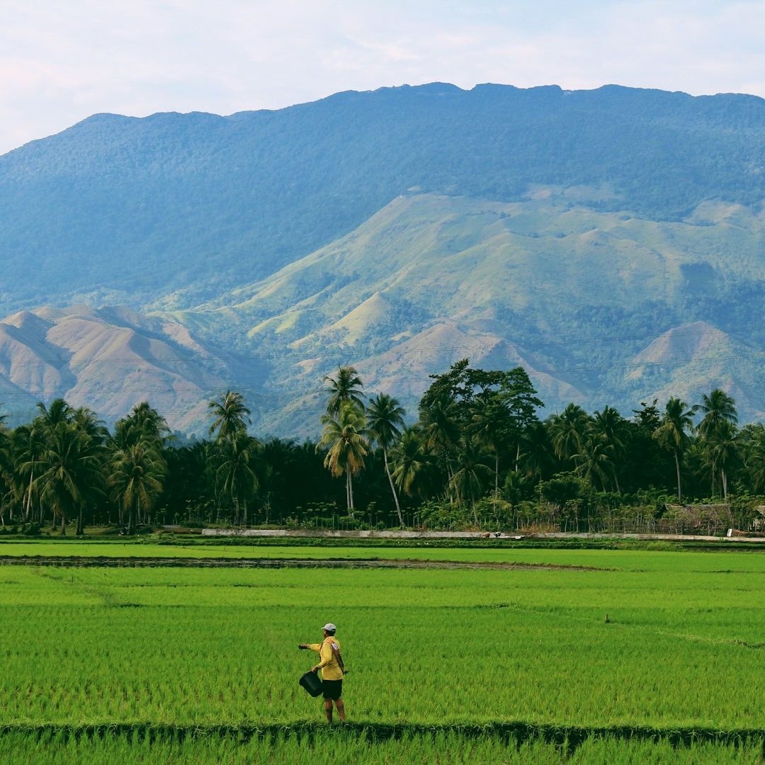 Farmer in rice field Lone farmer walking through lush green rice fields with mountains in the background.